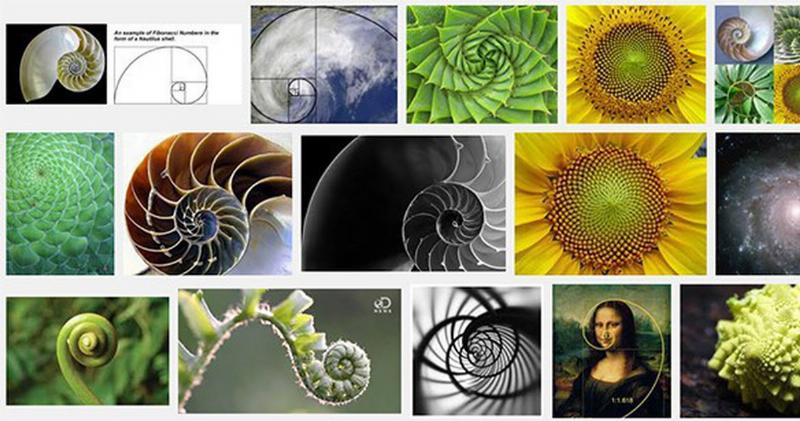 Fibonacci trong tự nhiên