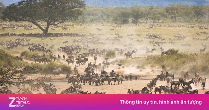 Một đàn linh dương đầu bò đang di cư qua thảo nguyên rộng lớn ở Đông Phi, với khung cảnh thiên nhiên đặc trưng phía sau