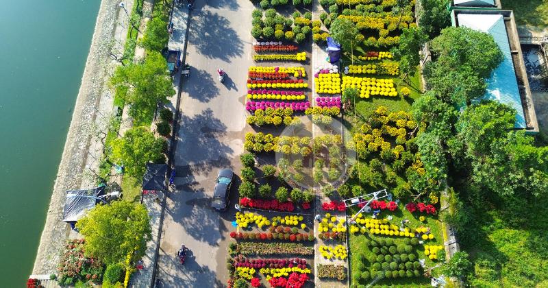 Những chậu hoa cúc đủ màu sắc được trưng bày trong dịp lễ hội, biểu tượng của trường thọ