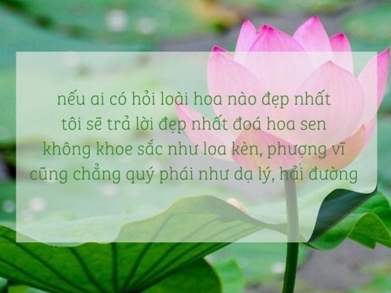 Đầm sen với những bông sen trắng và hồng nổi bật trên mặt nước, biểu tượng của sự thuần khiết