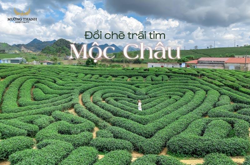 Đồi chè trái tim Mộc Châu xanh mướt dưới nắng sớm