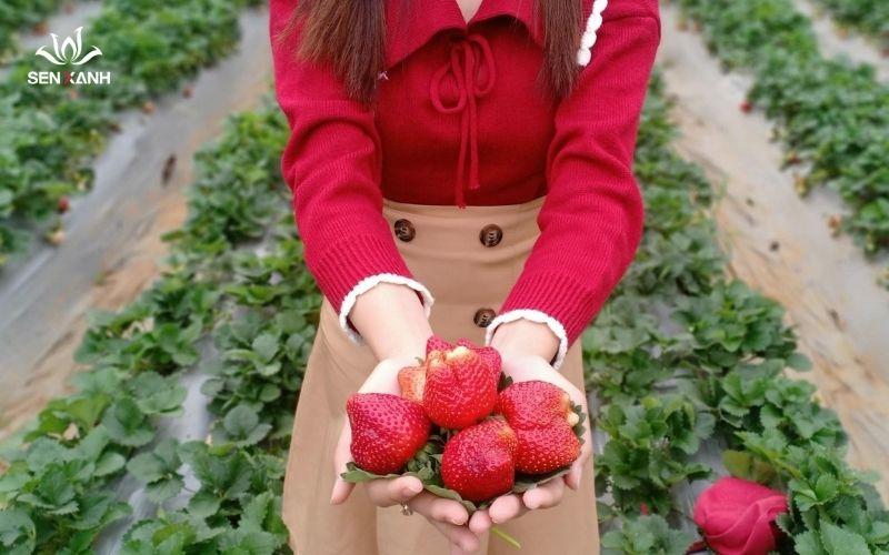 Du khách đang vui vẻ hái dâu tây tại vườn Mộc Châu