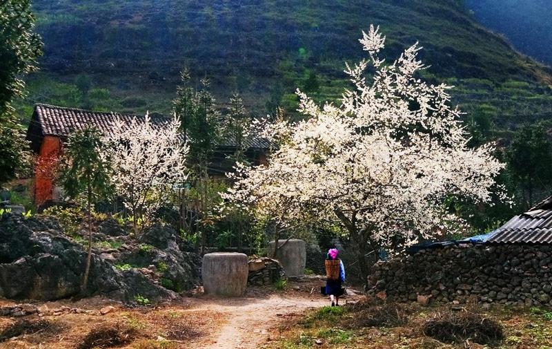 Du khách mặc áo ấm, đứng giữa sương mù ở Mộc Châu mùa đông