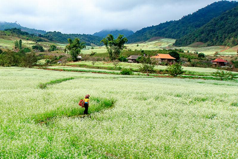 Cánh đồng hoa cải trắng Mộc Châu nở rộ mùa đông