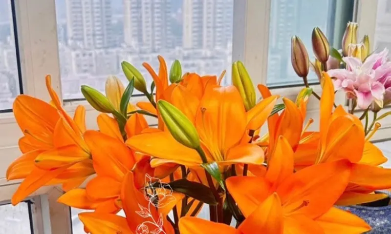 Chuyện tình cảm của người sinh ngày 4 tháng 12 thuộc cung Nhân Mã